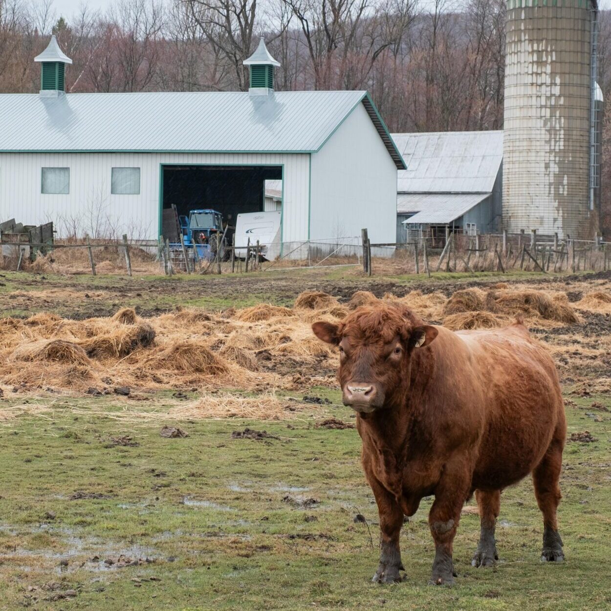 brown cow in field in front of Quebec farm with barn